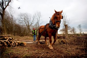 Holly the Suffolk Punch and owner Matt Waller of Hawthorn Heavy Horses at work in Eastend Wood this week1