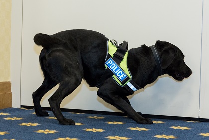 Police Dog 14
